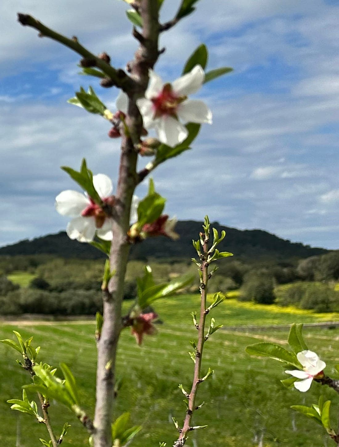 Close-up of an almond blossom on the Son Mas fields
