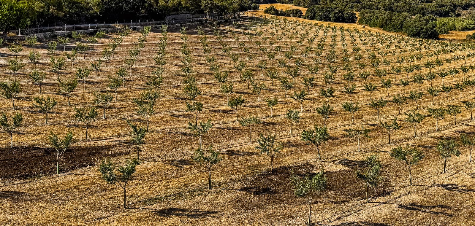 Young almond trees in rows at the foot of the Randa mountains