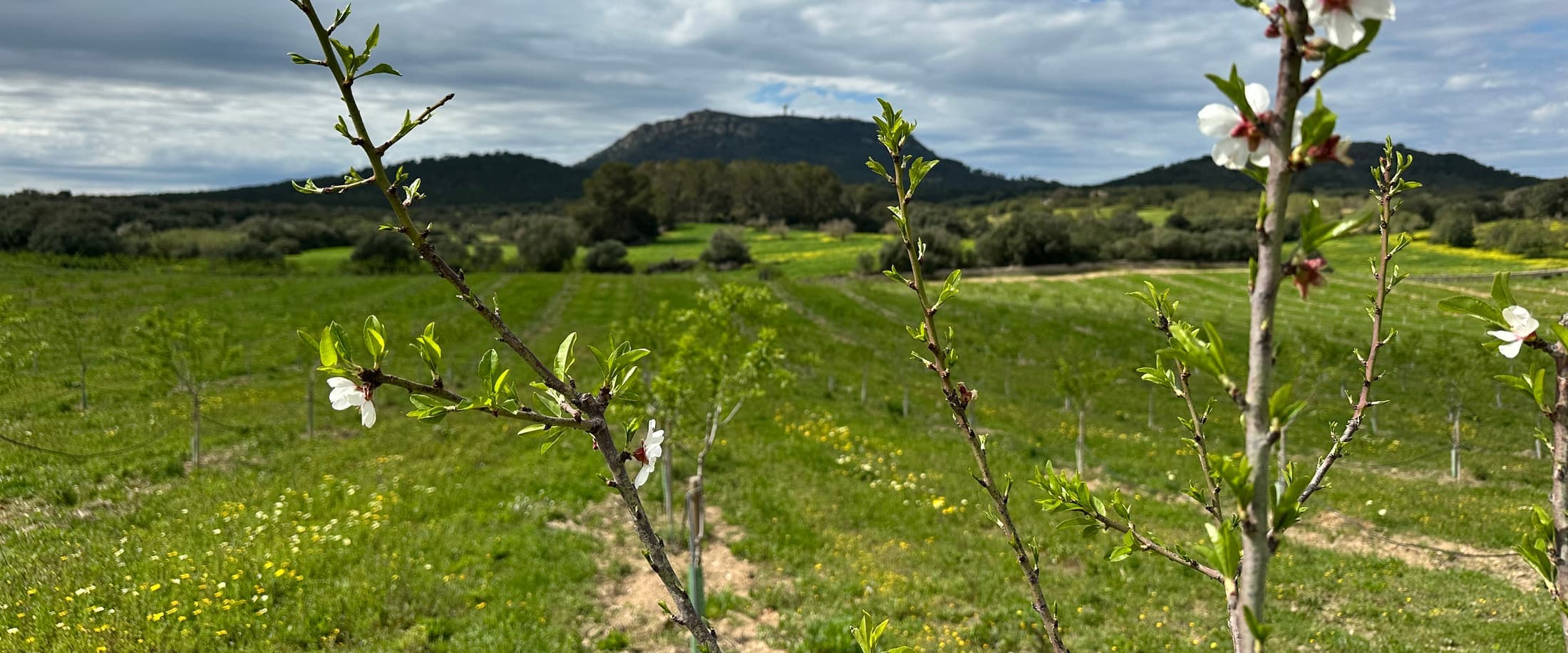 Almond trees in blossom on the Son Mas fields with Puig de Randa in the background